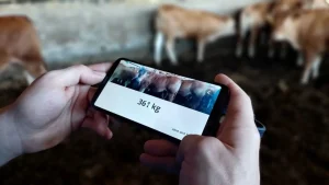 Découvrez comment fonctionnent les applications de pesée d'animaux