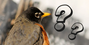 Aplicativos para identificação de aves