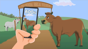 Saiba como funcionam os aplicativos para pesar animais