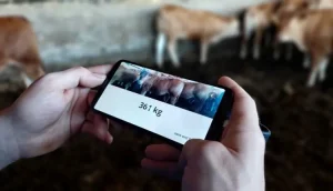 Jak zvážit dobytek na mobilním telefonu pouze s fotografií