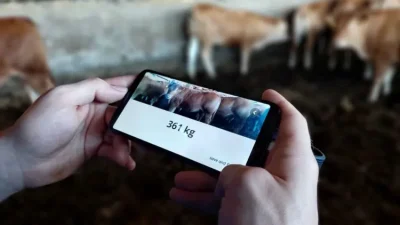 Jak zvážit dobytek na mobilním telefonu pouze s fotografií