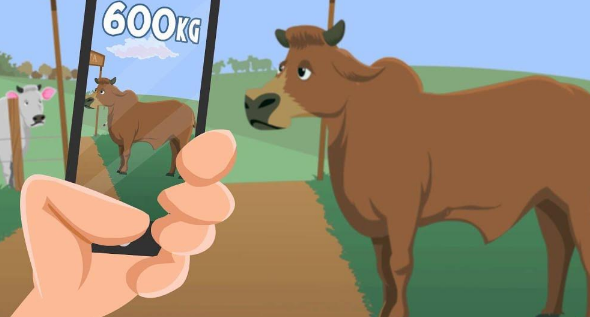 Animal weighing app