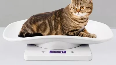 Aplicaciones gratuitas para pesar gatos