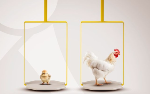 Aplicativo de Balança de Aves: Controle e Pesagem Precisa pelo Celular