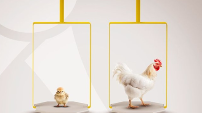 Приложение Poultry Scale: контроль и точное взвешивание через мобильный телефон