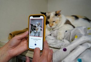 Kedi fotoğrafı çekme uygulaması
